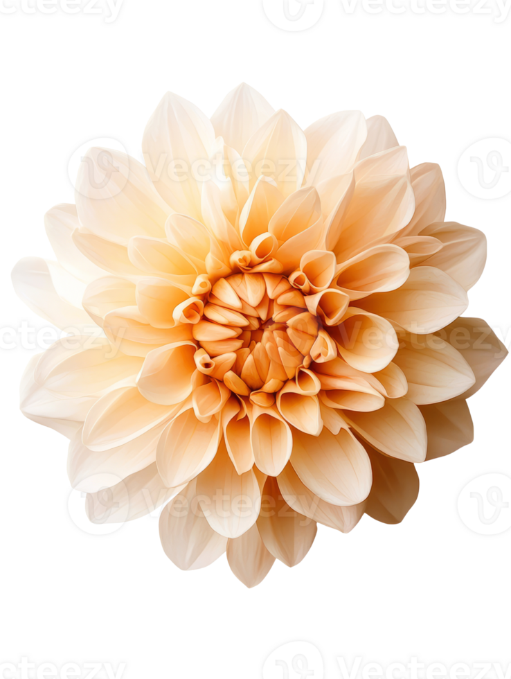 beautiful dahlia flower with soft peach petals radiates elegance and charm png