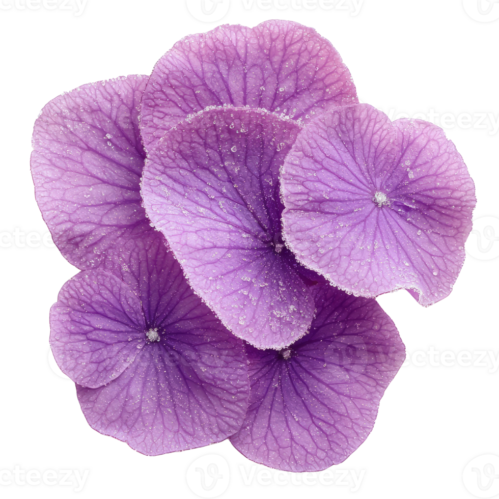 Beautiful purple violet petals with dew drops create serene atmosphere png