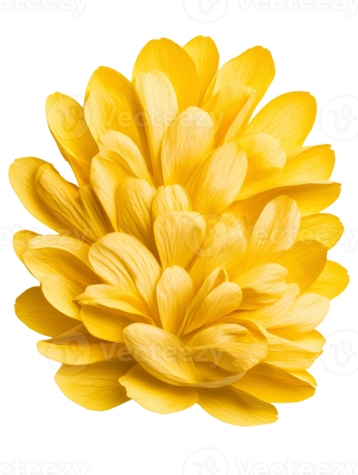 Bright yellow flower with layered petals, radiating warmth and beauty png