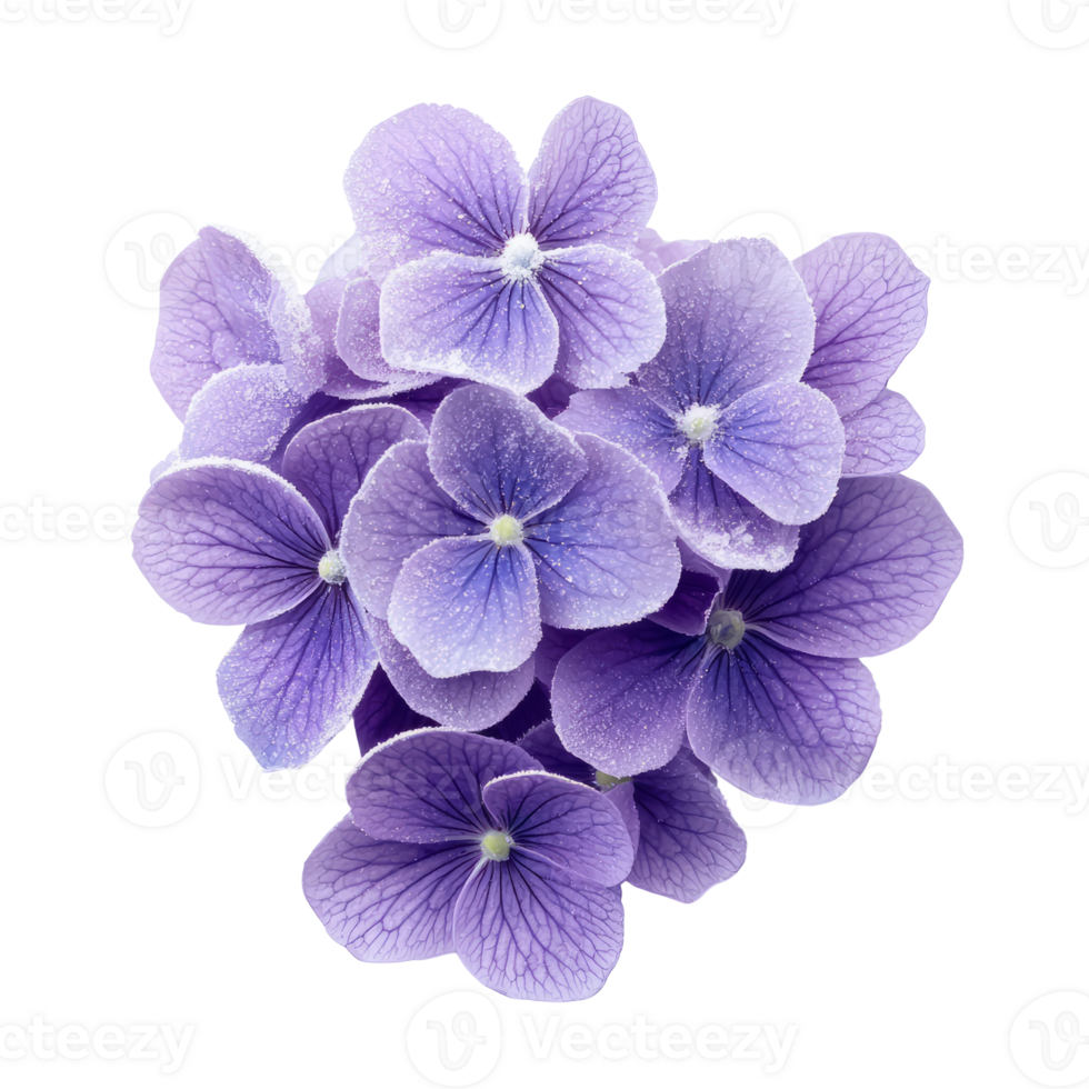 Vibrant purple flowers with delicate petals and soft texture png