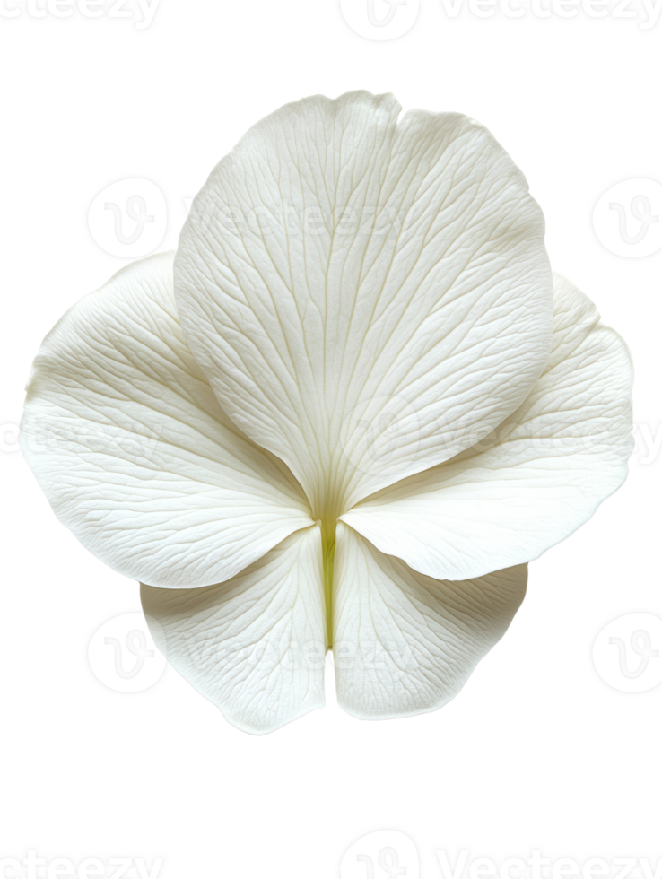 beautiful white flower with delicate petals and intricate veining png