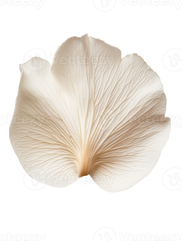 Delicate white flower petal with intricate texture and soft curves png