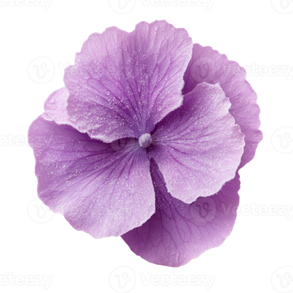 Beautiful purple flower with delicate petals and subtle texture png