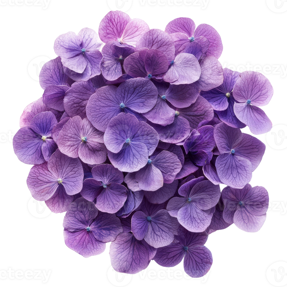 Vibrant purple hydrangea flowers create stunning floral display png