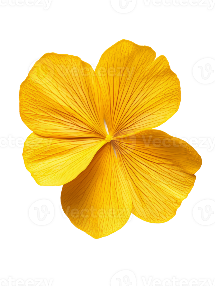 Bright yellow flower with delicate petals and intricate veins, showcasing natures beauty png