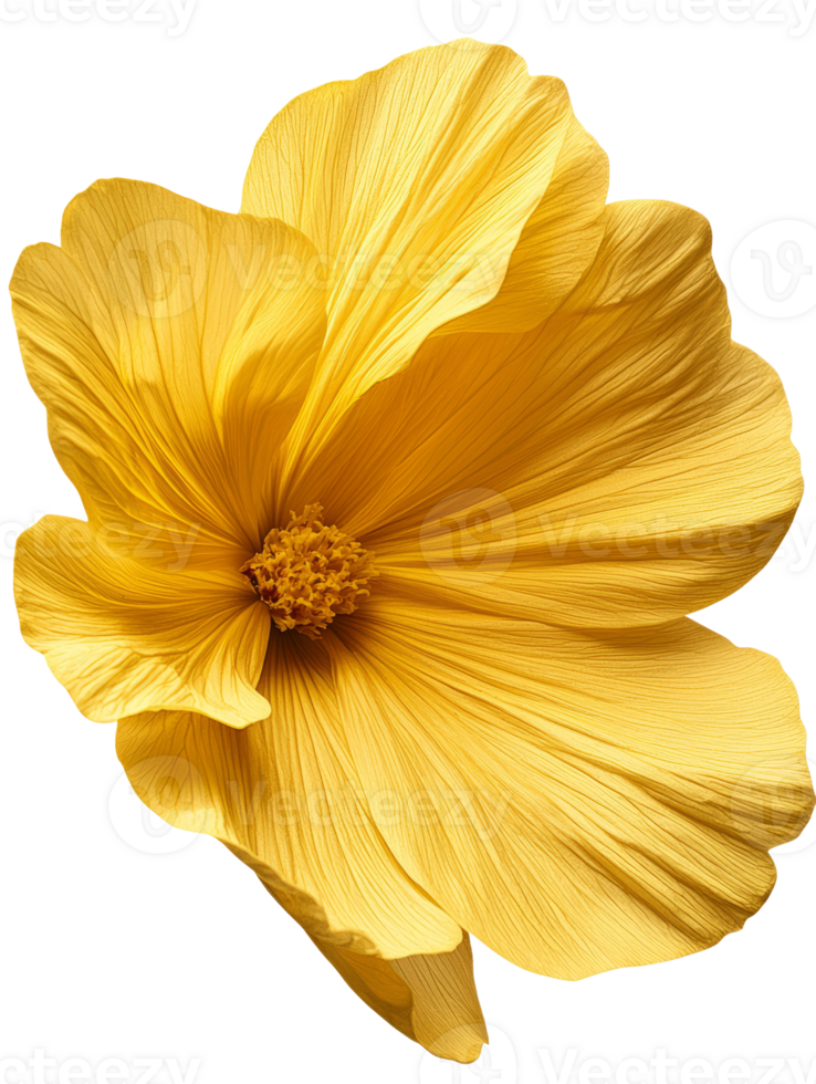 vibrant yellow flower with delicate petals and intricate details png