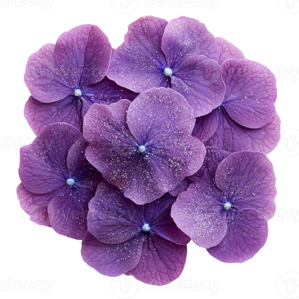 Vibrant purple flowers with delicate petals and blue accents create stunning display png