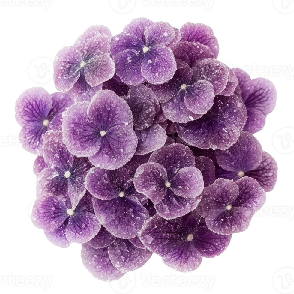 Vibrant purple flowers with delicate petals create stunning floral display png