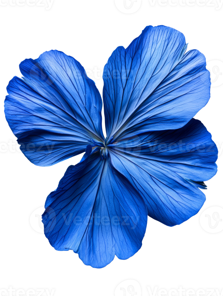 vibrant blue flower with intricate petal details showcases natural beauty png