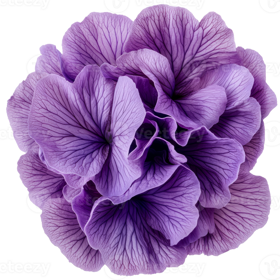 Vibrant purple flowers with intricate petal details create stunning visual png