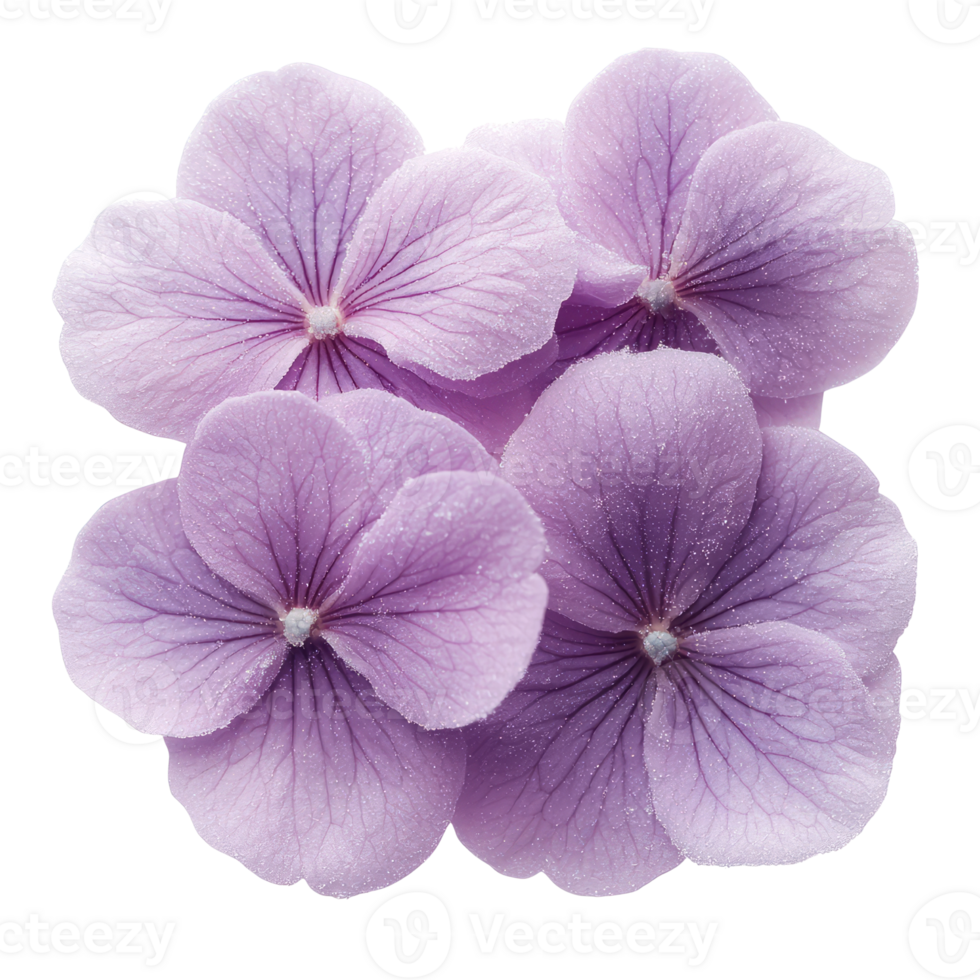Delicate purple flowers with soft petals create serene atmosphere png