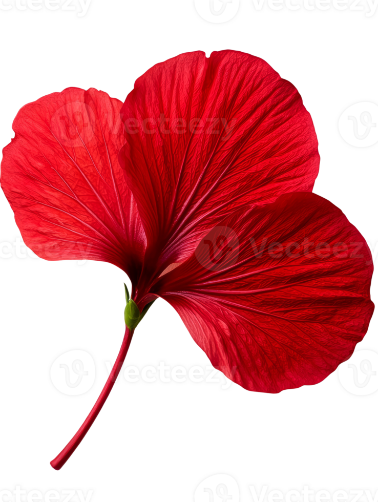 Vibrant red hibiscus flower with large petals and intricate veins png