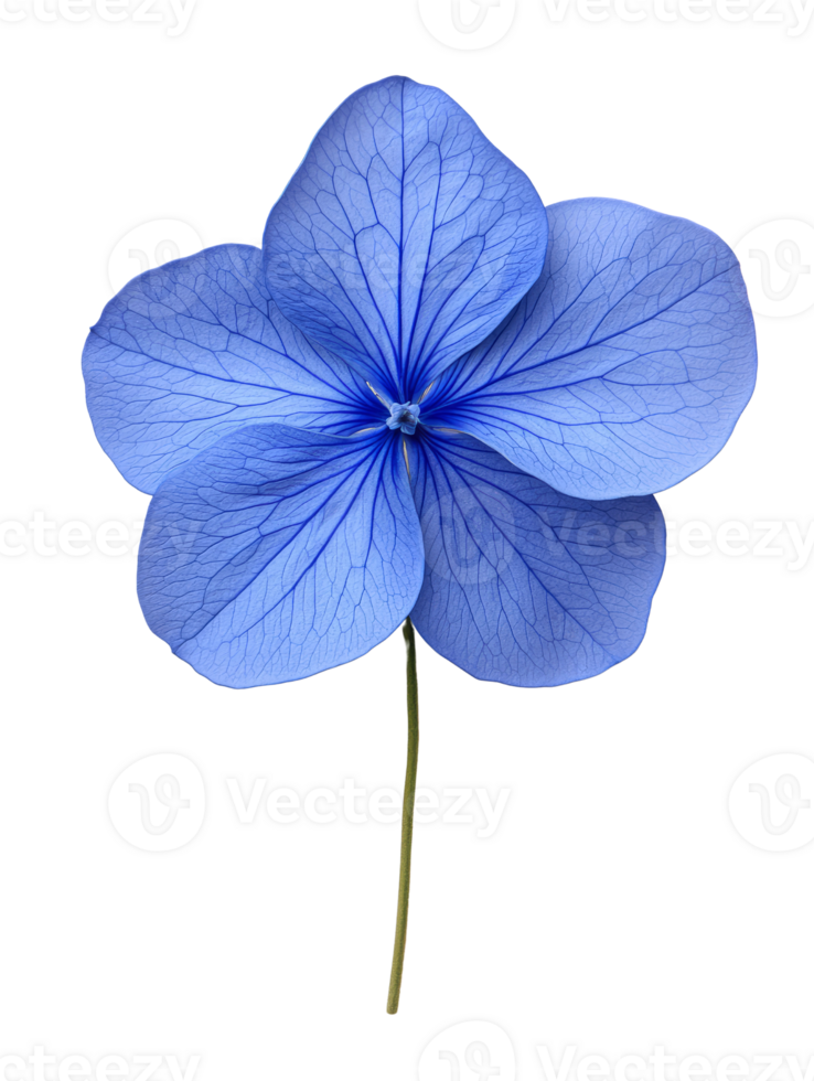 beautiful blue flower with delicate petals and intricate veins png