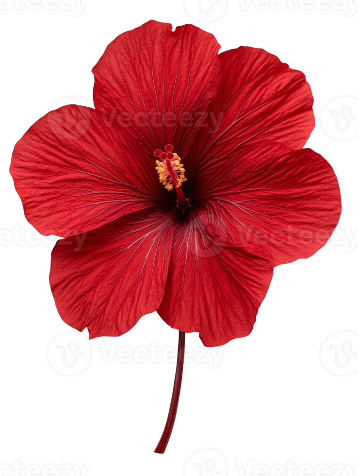 Vibrant red hibiscus flower with intricate petals and striking appearance png