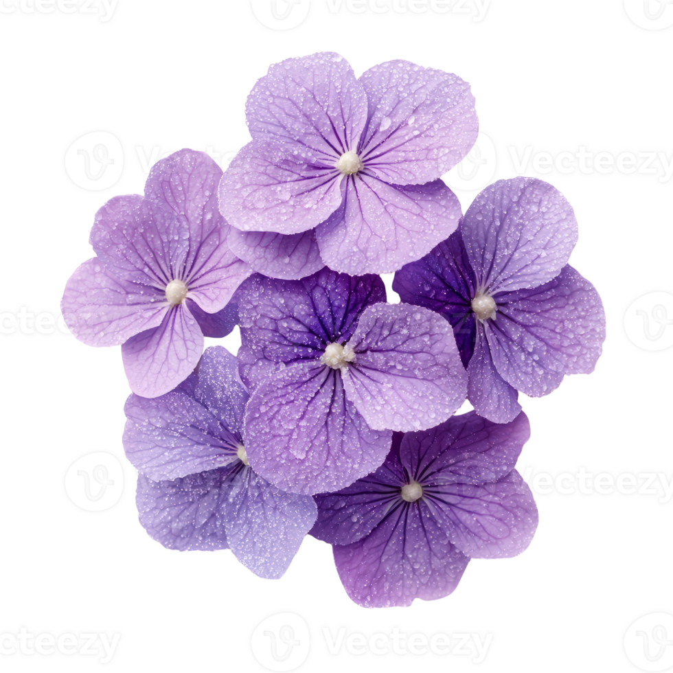 Beautiful purple flowers with droplets of water create serene atmosphere png