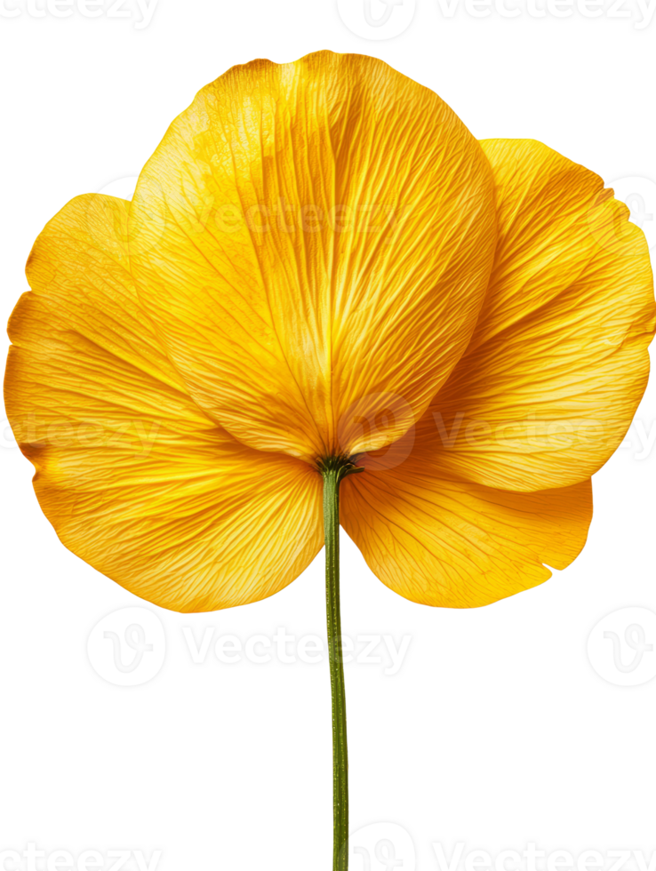 Bright yellow flower with delicate petals and slender stem png
