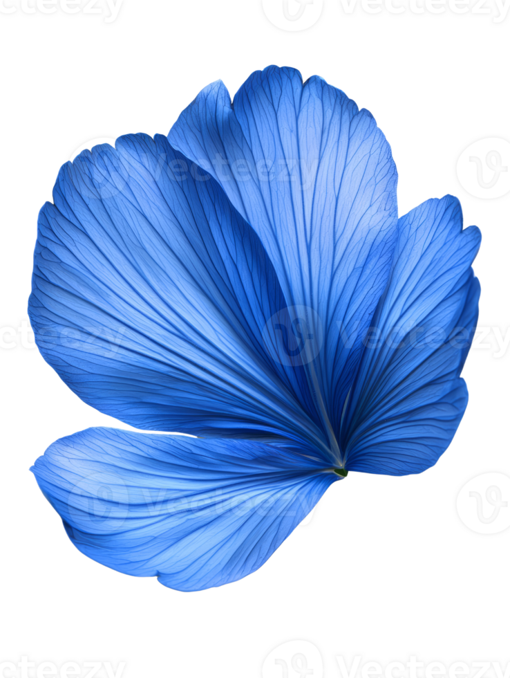 stunning blue flower petal with intricate details and vibrant color png