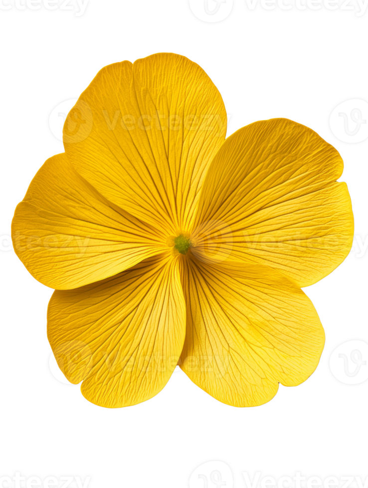 Bright yellow flower with intricate petal details, showcasing natures beauty png