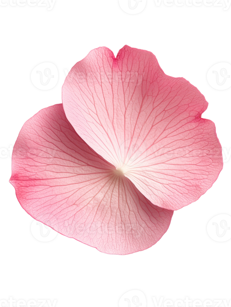 Delicate pink flower petal with intricate veining and soft texture png