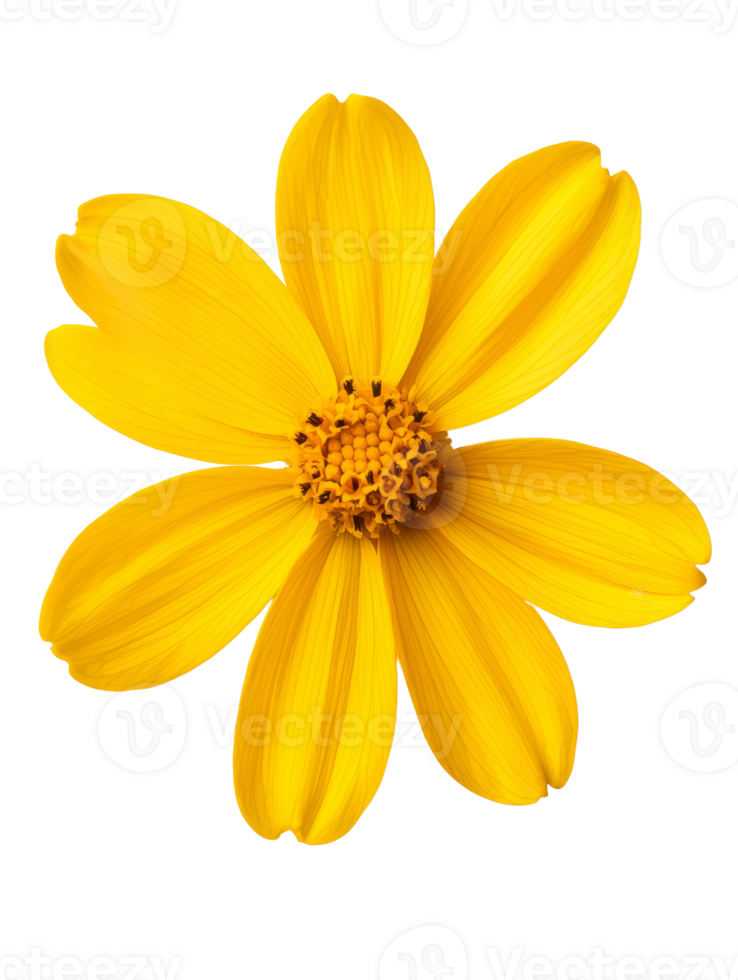 Bright yellow flower with vibrant petals and central cluster of stamens png