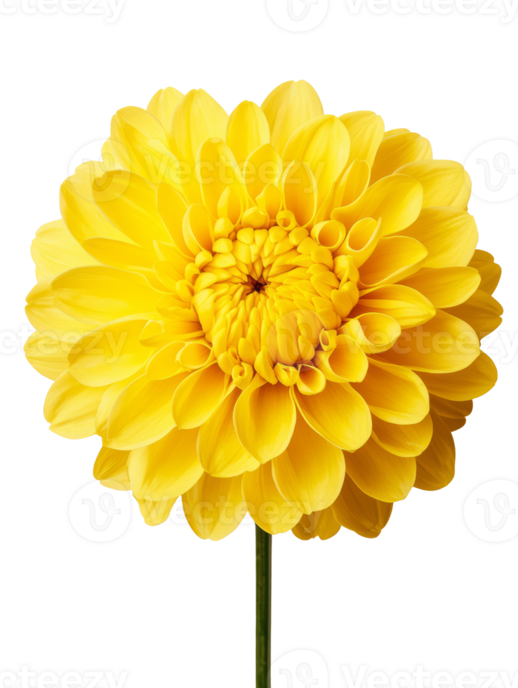Bright yellow flower with layered petals, showcasing natural beauty and vibrancy png
