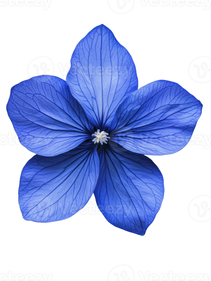 vibrant blue flower with intricate petal details and delicate center png