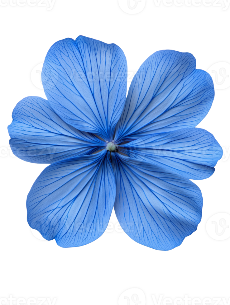 beautiful blue flower with intricate petal details and vibrant color png