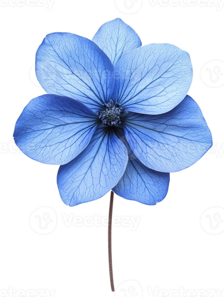 beautiful blue flower with delicate petals and intricate details png