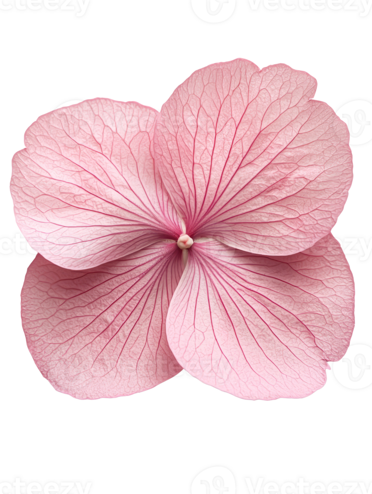 delicate pink flower with intricate veining and soft petals, exuding beauty and grace png