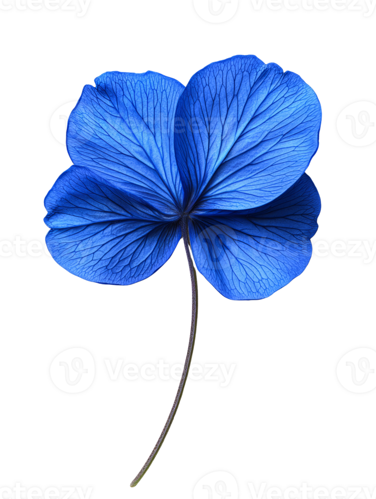 vibrant blue flower with intricate veins and delicate stem, showcasing natures beauty png