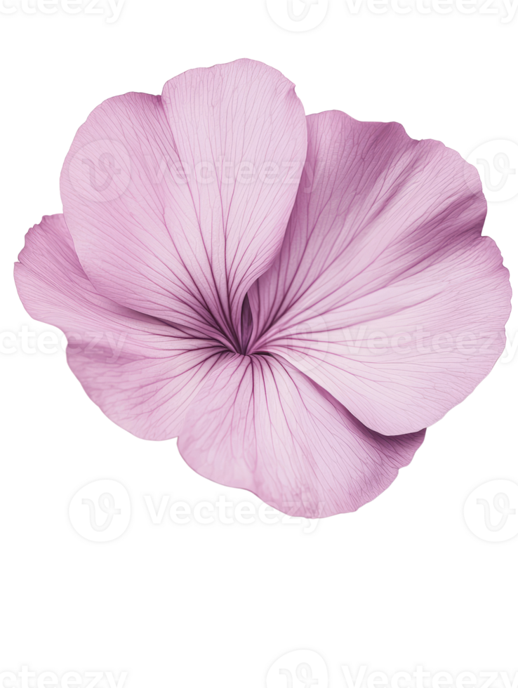 delicate pink flower with intricate petal details, radiating beauty and elegance png