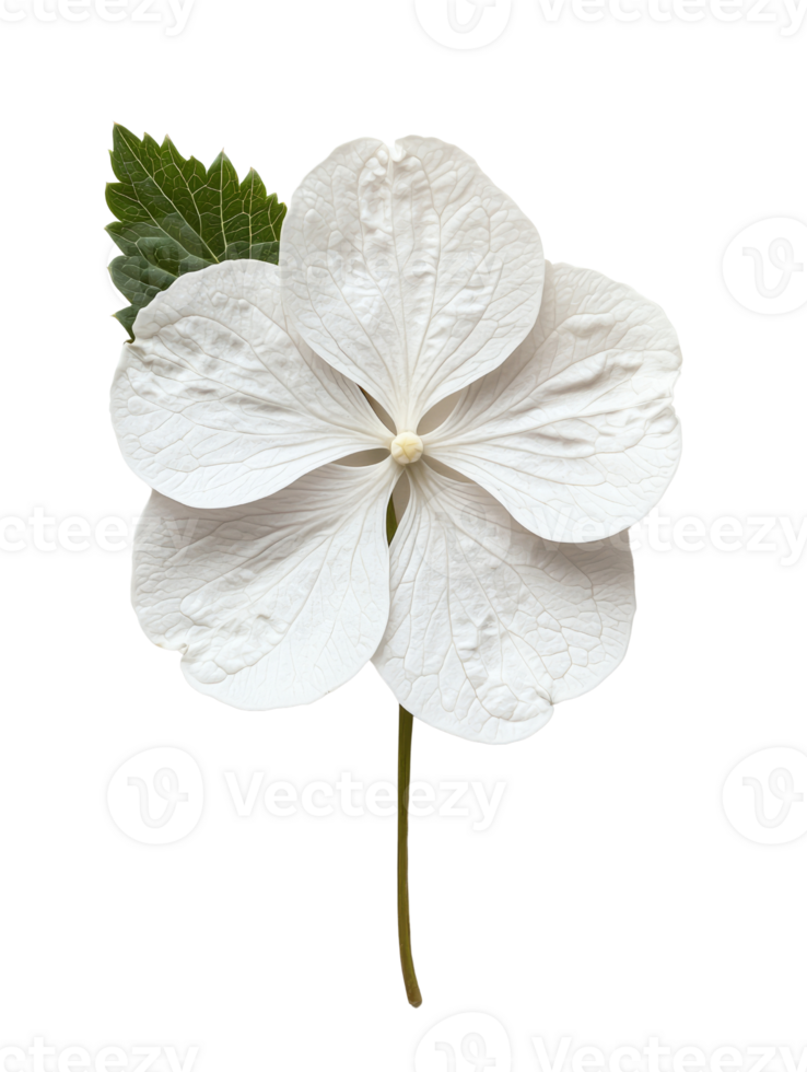 beautiful white flower with delicate petals and green leaves png