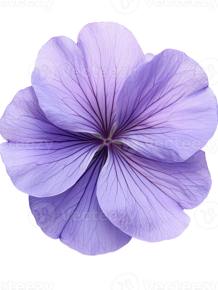 beautiful purple flower with delicate petals and intricate veins png