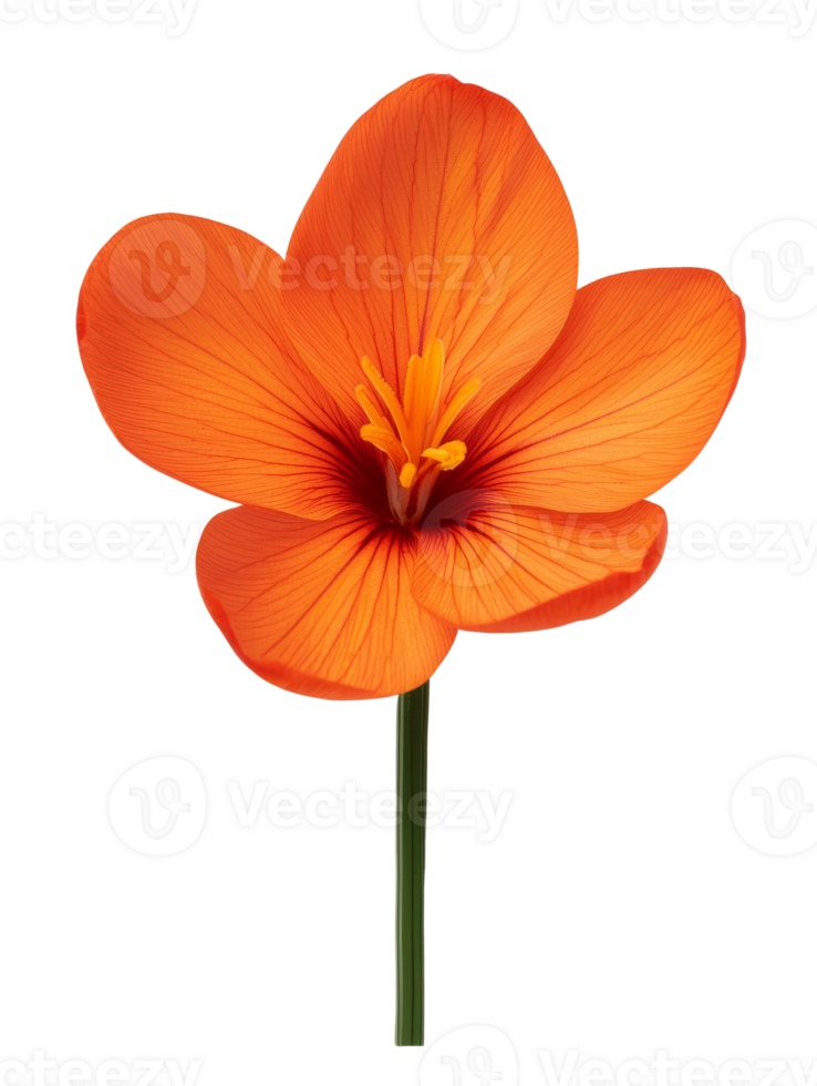 Vibrant orange flower with delicate petals and striking details png