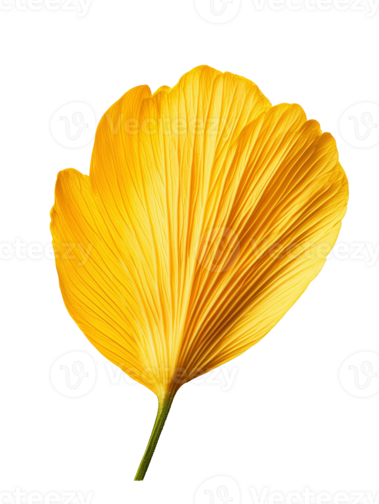 Bright yellow flower petal showcasing intricate textures and vibrant color png