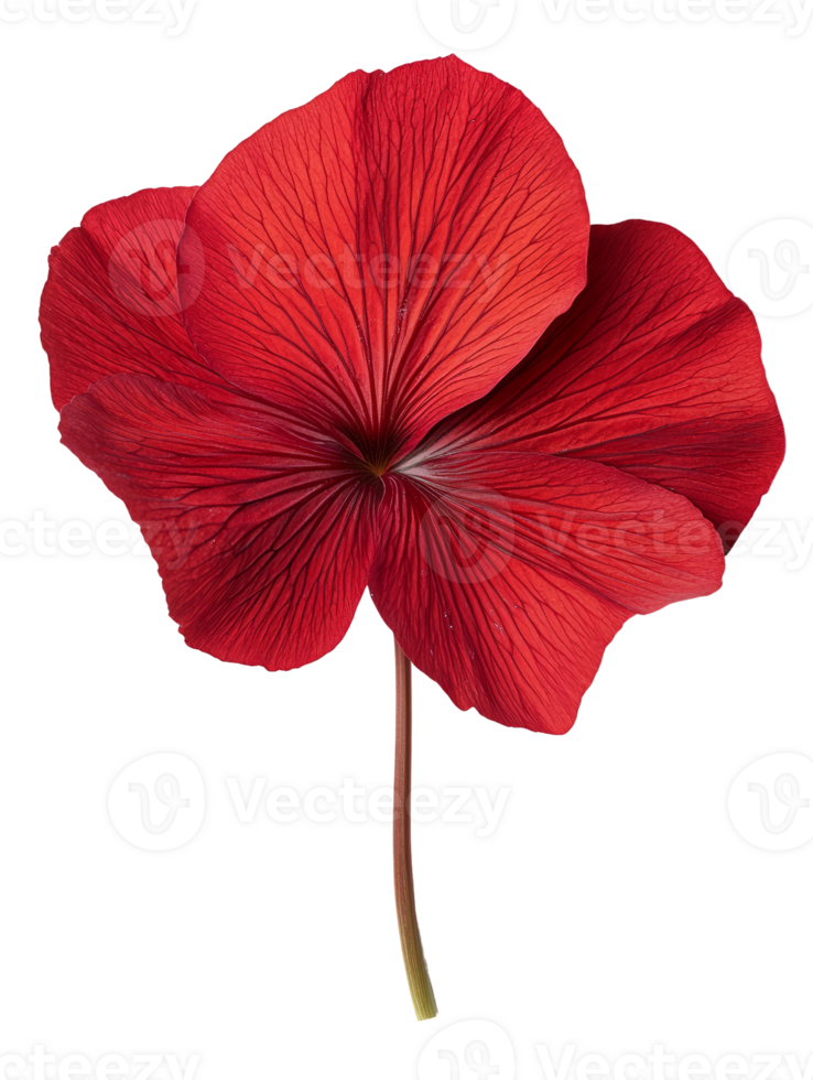 Vibrant red hibiscus flower with intricate petal details and slender stem png