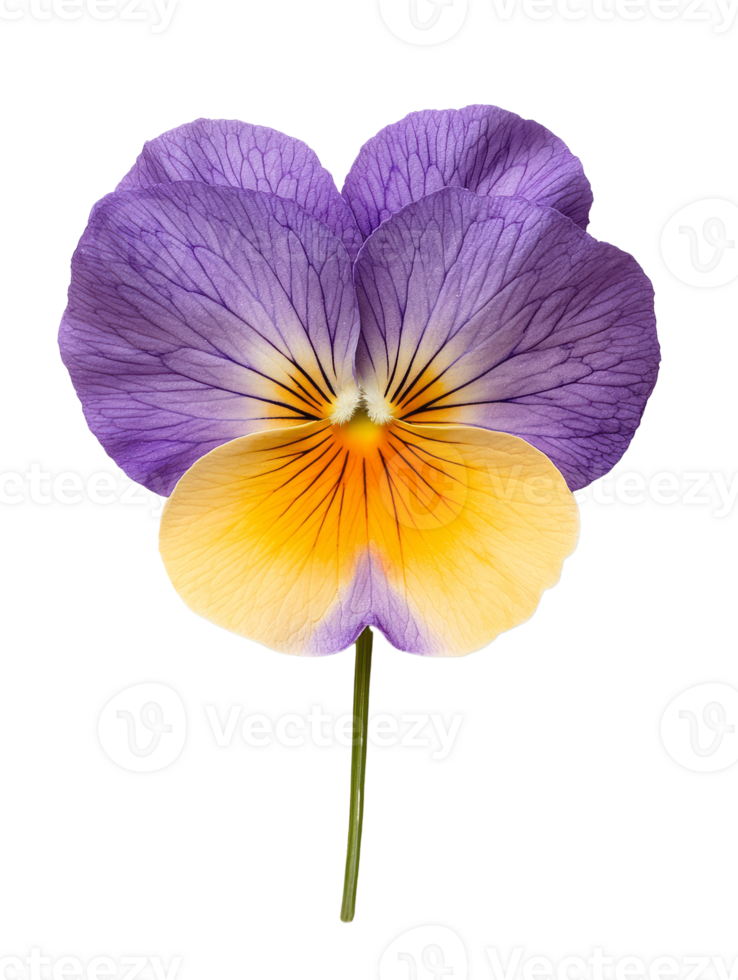 Vibrant purple and yellow pansy flower with delicate petals and intricate details png