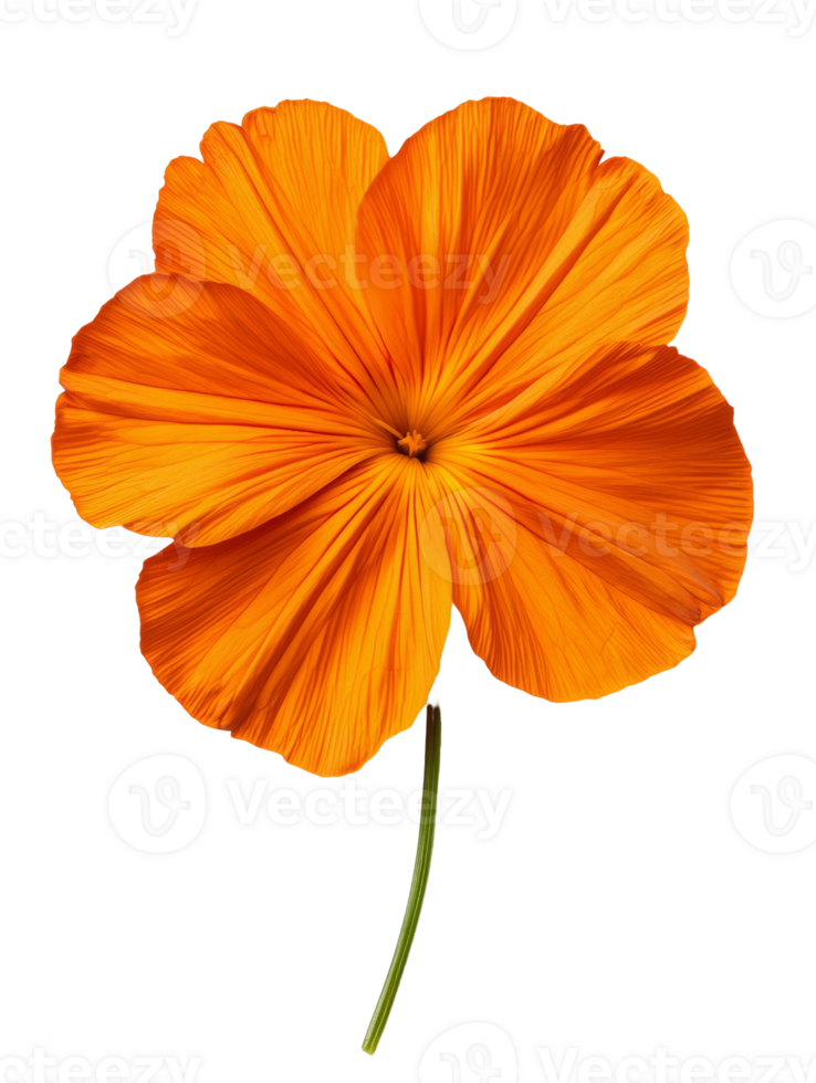 Bright orange flower with delicate petals and long green stem png