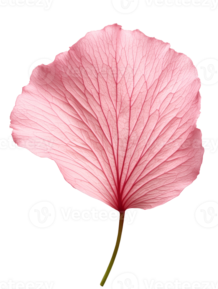 Delicate pink leaf with intricate veins and soft texture png