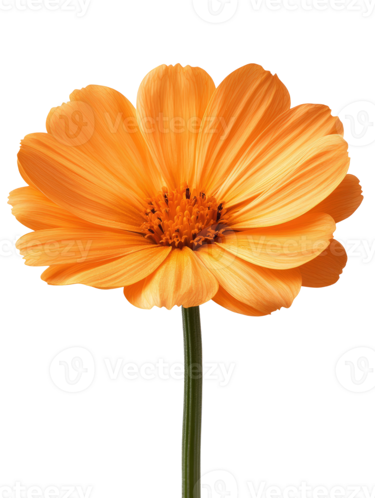 Bright orange flower with delicate petals and slender stem, radiating beauty png