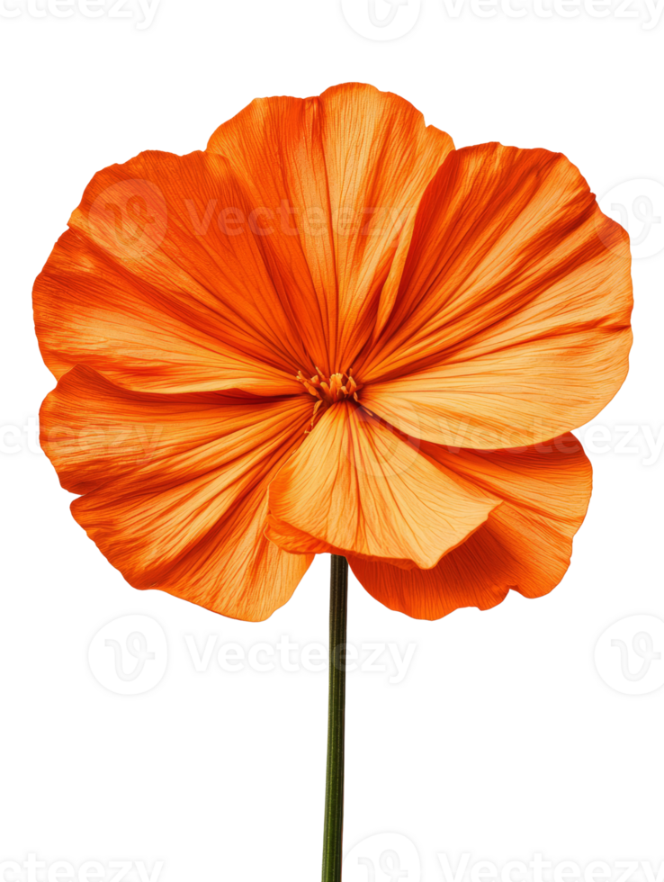 Vibrant orange flower with intricate petals showcasing natural beauty png