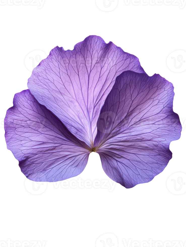 beautiful purple flower petal with delicate veins and soft texture png