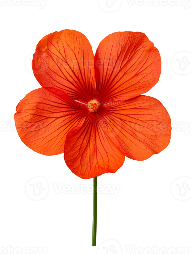 Vibrant orange hibiscus flower with intricate petal details and green stem png
