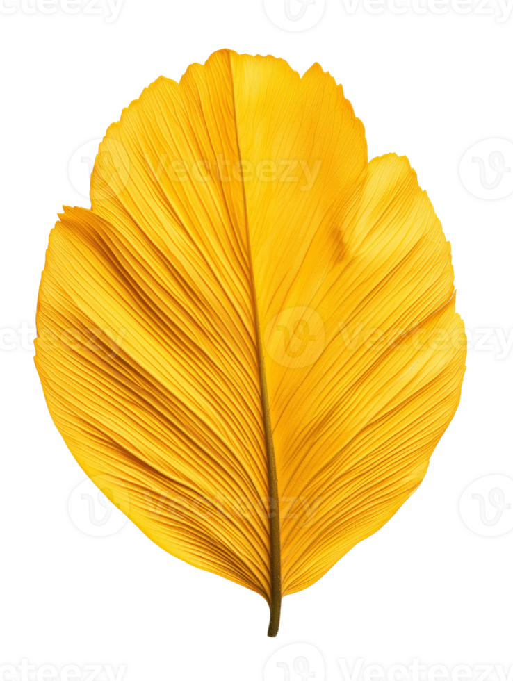 Vibrant yellow leaf showcasing intricate textures and natural beauty png