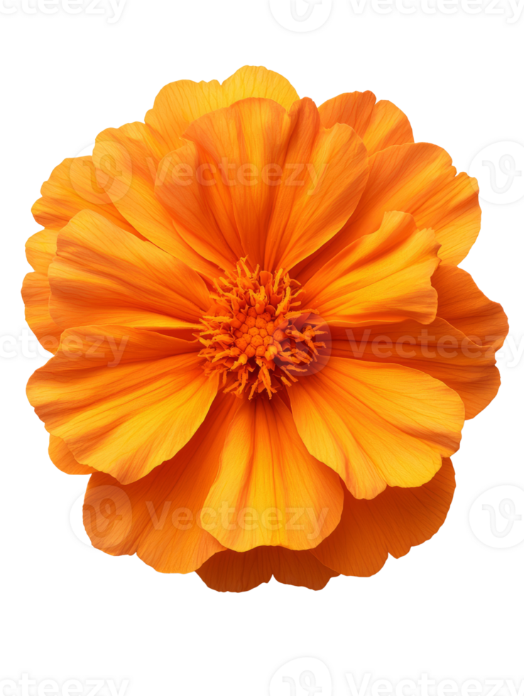 Vibrant orange flower with layered petals and detailed center png