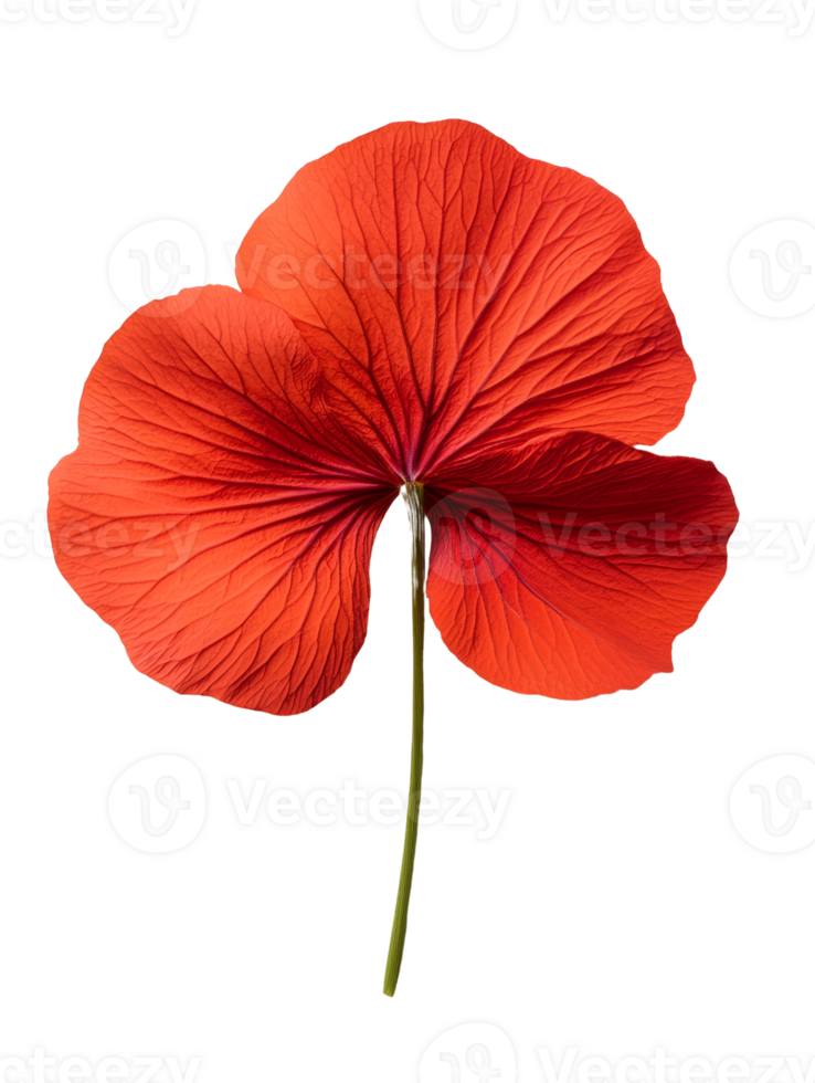 Vibrant red hibiscus flower with intricate petal details and long stem png