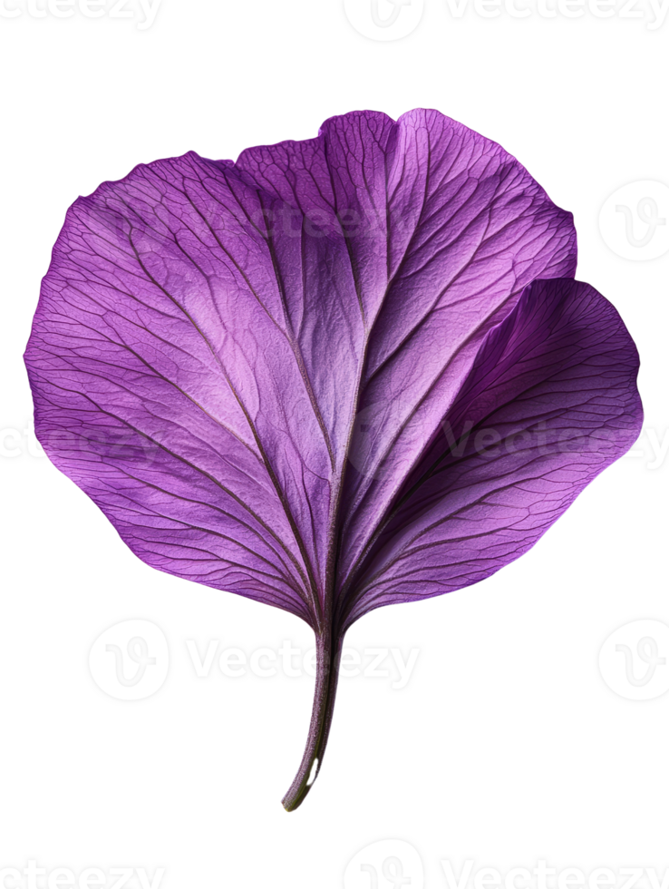 vibrant purple leaf showcasing intricate veins and textures png