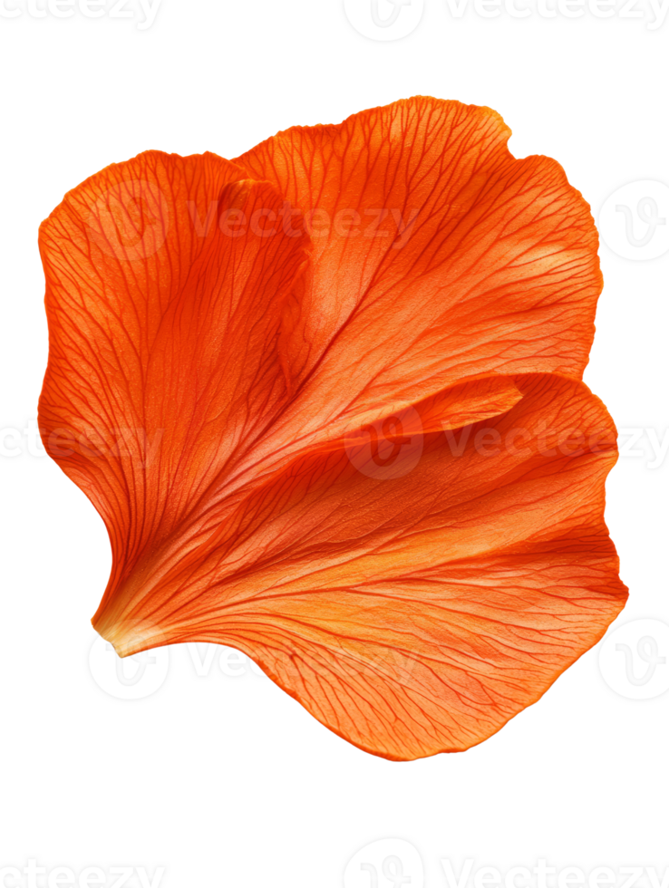 Vibrant orange flower petal with intricate veins and texture png