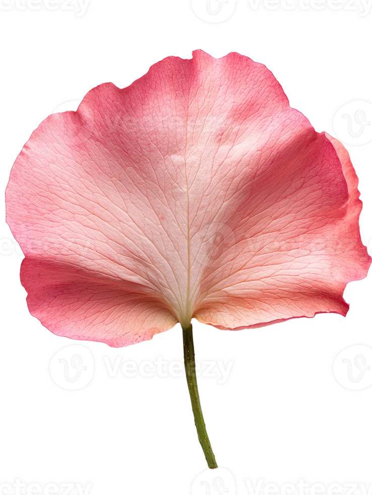 delicate pink flower petal with intricate veining and soft texture png
