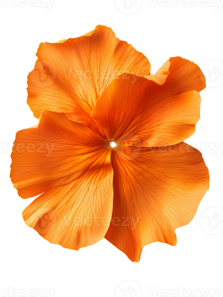 Vibrant orange flower with delicate petals and intricate textures png